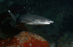 Bali 2016 - Whitetip reef shark - Requin corail - Triaenodon obesus - IMG_6008_rc